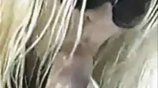 خوبصورت ایشیائی بیب سکسی الکسیس جدید ینی لی باہر مشت زنی